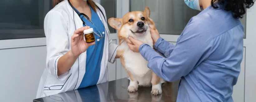 veterinarian-taking-care-pet-dog